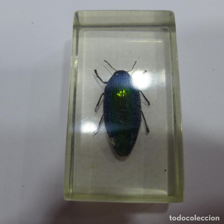 Coleccionismo: INSECTO EN METACRILATO DE LA COLECCION BICHOS DE RBA