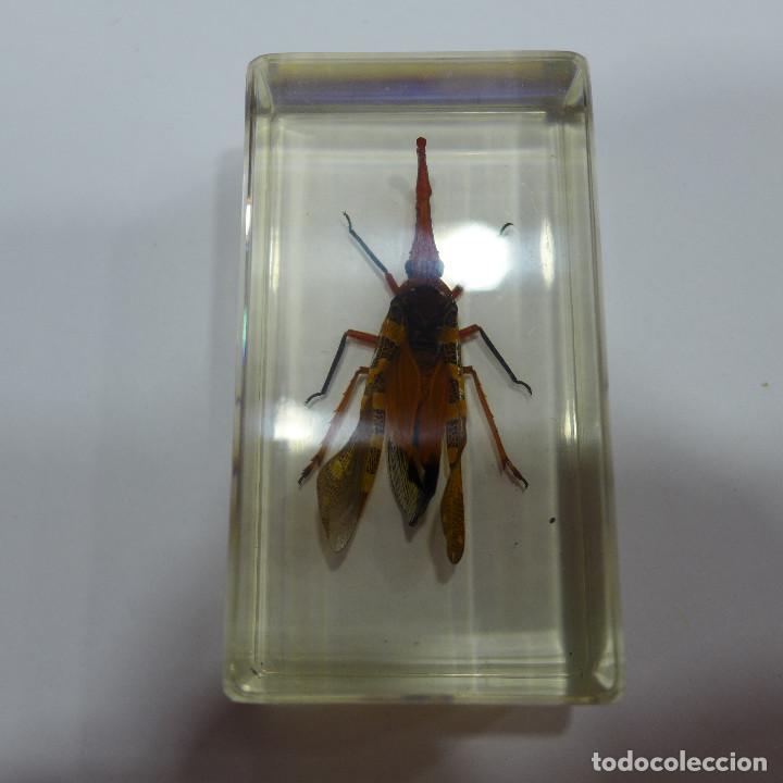 Collecting: INSECTO EN METACRILATO DE LA COLECCION BICHOS DE RBA