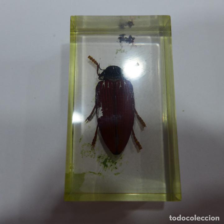 Collecting: INSECTO EN METACRILATO DE LA COLECCION BICHOS DE RBA