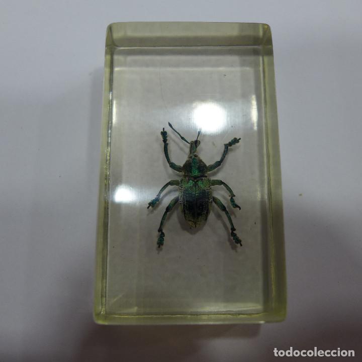 Collecting: INSECTO EN METACRILATO DE LA COLECCION BICHOS DE RBA