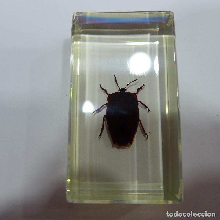 Coleccionismo: INSECTO EN METACRILATO DE LA COLECCION BICHOS DE RBA