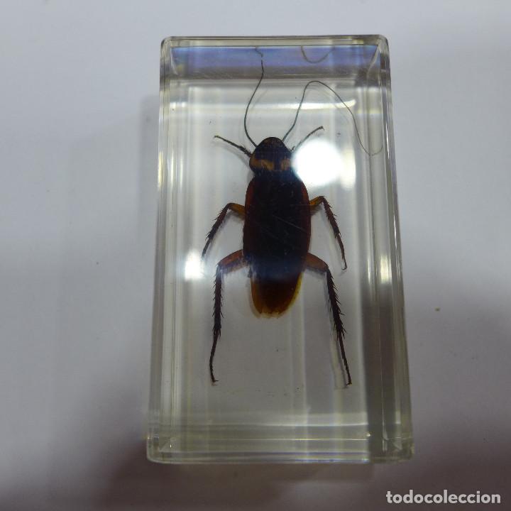 Collecting: INSECTO EN METACRILATO DE LA COLECCION BICHOS DE RBA