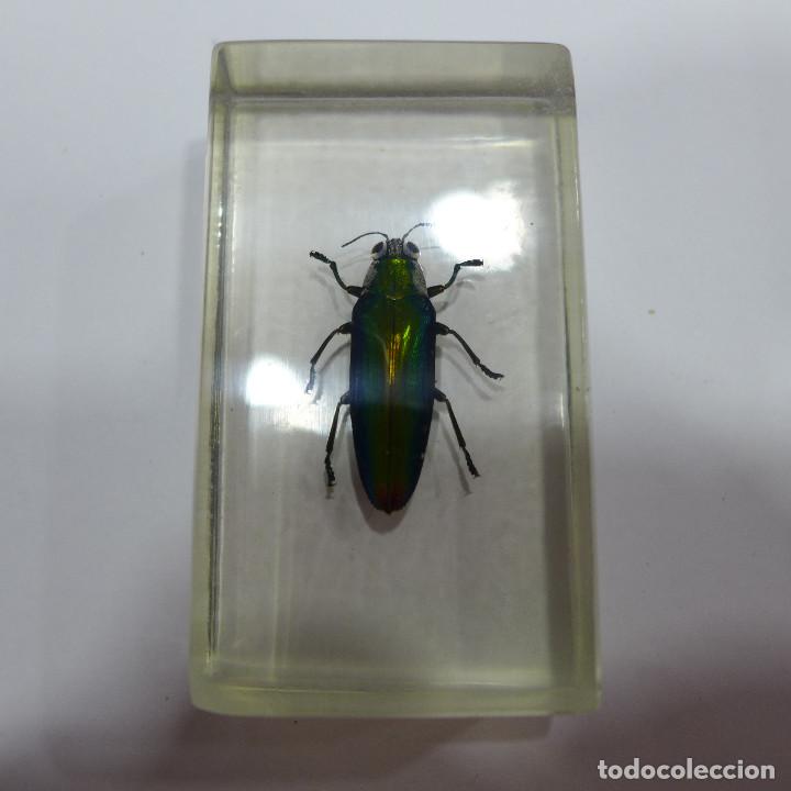 Collecting: INSECTO EN METACRILATO DE LA COLECCION BICHOS DE RBA