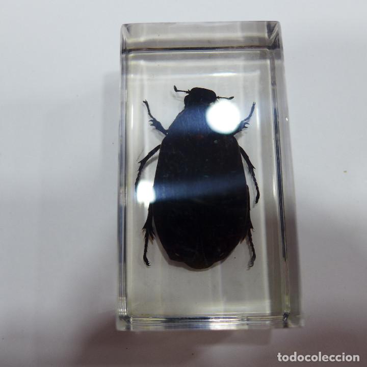 Collecting: INSECTO EN METACRILATO DE LA COLECCION BICHOS DE RBA