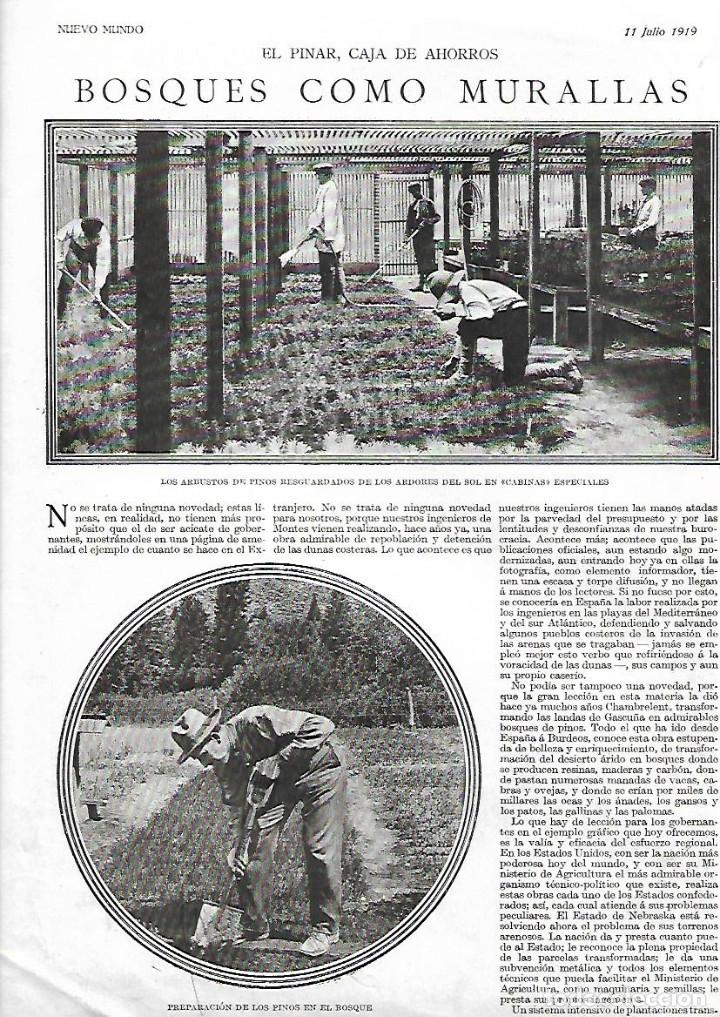 Coleccionismo: A&Ntilde;O 1919 RECORTE PRENSA EL PINAR CAJA DE AHORROS CULTIVO DE ARBOLES PINOS BOSQUE