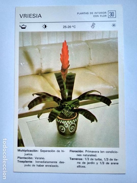 Sammelleidenschaft Papier: FLORES Y PLANTAS SALVAT EDITORES 1977, FICHA 30 VRIESIA