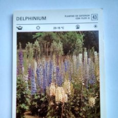 Coleccionismo: FLORES Y PLANTAS SALVAT EDITORES 1977, FICHA 43 DELPHINIUM