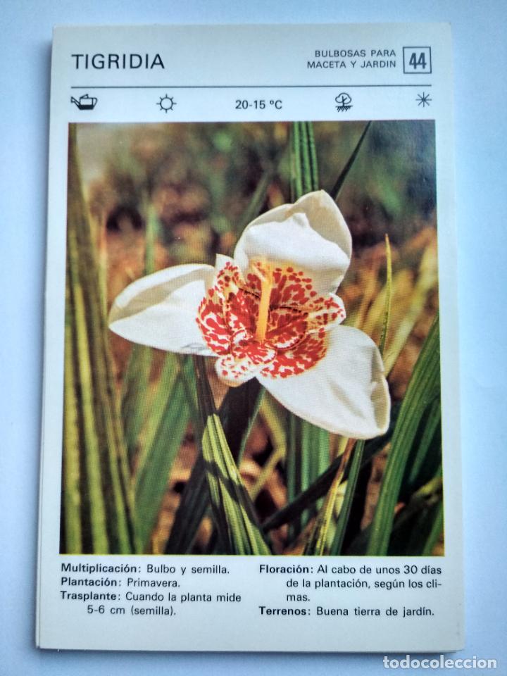 Sammelleidenschaft Papier: FLORES Y PLANTAS SALVAT EDITORES 1977, FICHA 44 TIGRIDIA