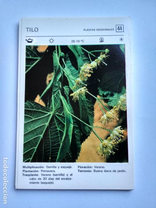 Sammelleidenschaft Papier: FLORES Y PLANTAS SALVAT EDITORES 1977, FICHA 44 TILO