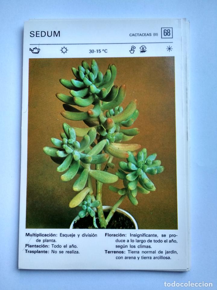 Sammelleidenschaft Papier: FLORES Y PLANTAS SALVAT EDITORES 1977, FICHA 68 SEDUM