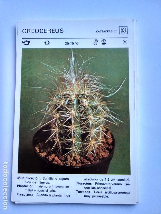 Sammelleidenschaft Papier: FLORES Y PLANTAS SALVAT EDITORES 1977, FICHA 53 OREOCEREUS