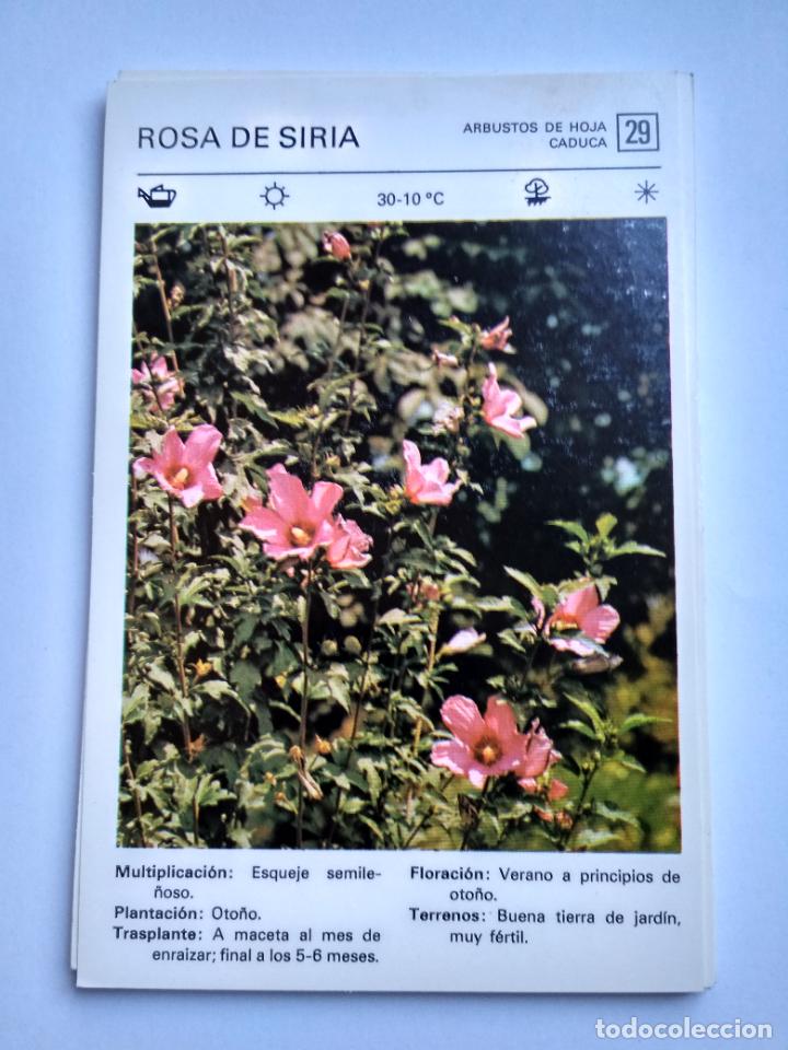 Sammelleidenschaft Papier: FLORES Y PLANTAS SALVAT EDITORES 1977, FICHA 29 ROSA DE SIRIA