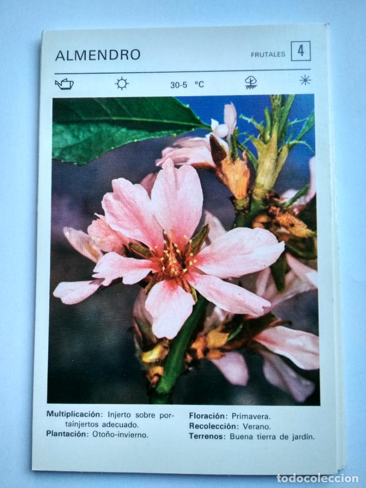 Sammelleidenschaft Papier: FLORES Y PLANTAS SALVAT EDITORES 1977, FICHA 4 ALMENDRO