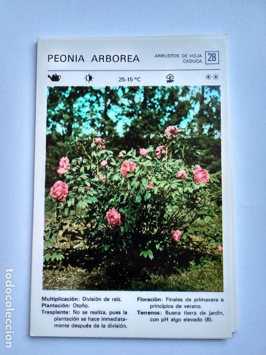 Sammelleidenschaft Papier: FLORES Y PLANTAS SALVAT EDITORES 1977, FICHA 28 PEONIA ARBOREA