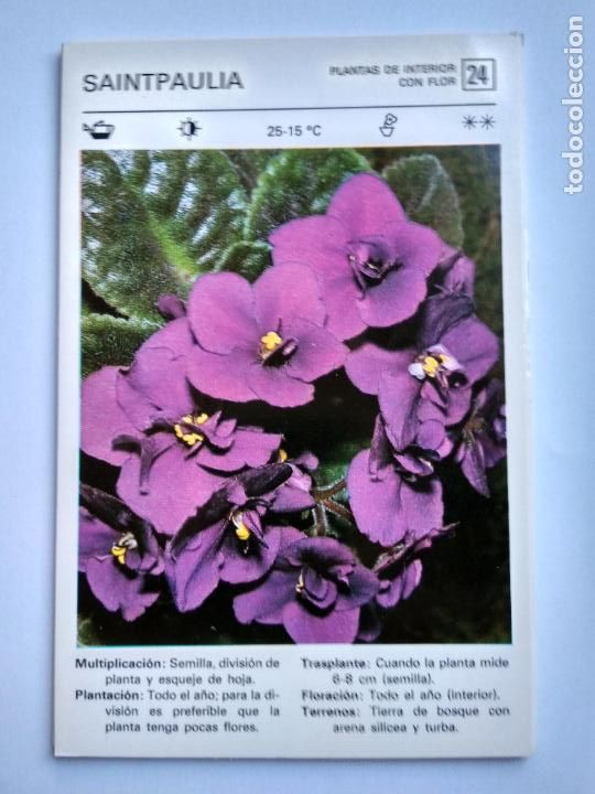Sammelleidenschaft Papier: FLORES Y PLANTAS SALVAT EDITORES 1977, FICHA 24 SAINTPAULIA