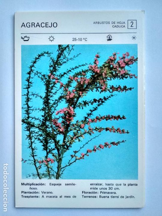 Sammelleidenschaft Papier: FLORES Y PLANTAS SALVAT EDITORES 1977, FICHA 2 AGRACEJO