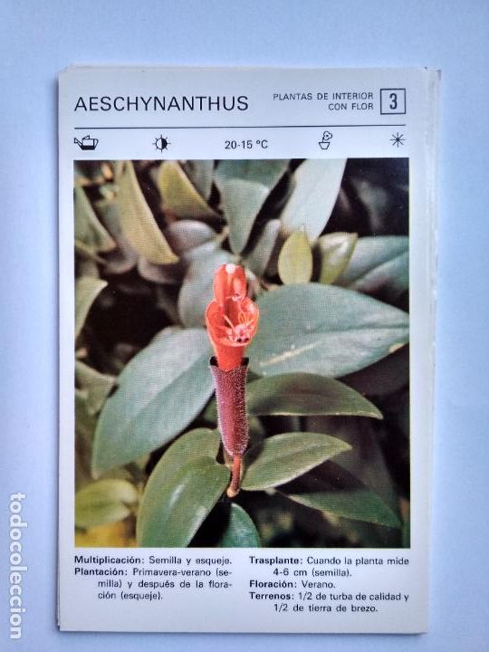 Sammelleidenschaft Papier: FLORES Y PLANTAS SALVAT EDITORES 1977, FICHA 3 AESCHYNANTHUS