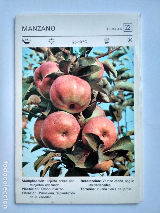 Sammelleidenschaft Papier: FLORES Y PLANTAS SALVAT EDITORES 1977, FICHA 22 MANZANO