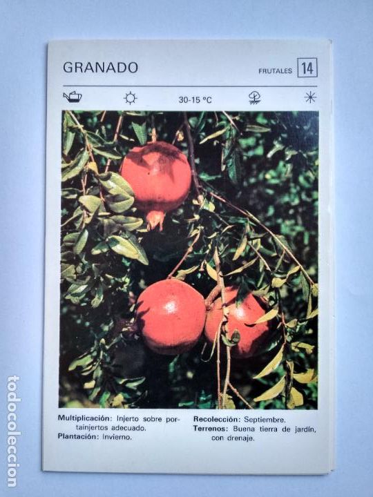 Sammelleidenschaft Papier: FLORES Y PLANTAS SALVAT EDITORES 1977, FICHA 14 GRANADO