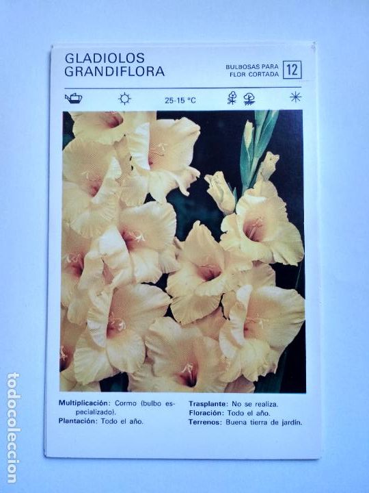 Sammelleidenschaft Papier: FLORES Y PLANTAS SALVAT EDITORES 1977, FICHA 12 GLADIOLOS GRANDIFLORA