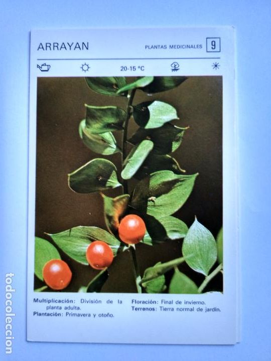Sammelleidenschaft Papier: FLORES Y PLANTAS SALVAT EDITORES 1977, FICHA 9 ARRAYAN