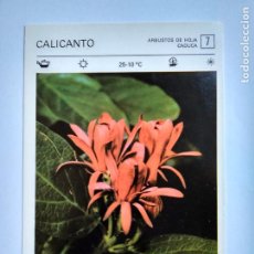 Coleccionismo: FLORES Y PLANTAS SALVAT EDITORES 1977, FICHA 7 CALICANTO