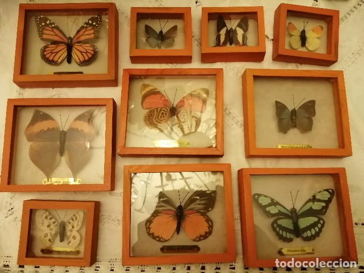 Coleccionismo: COLECCI&Oacute;N DE MARIPOSAS EN SUS CAJAS DE EXPOSICI&Oacute;N - Foto 1