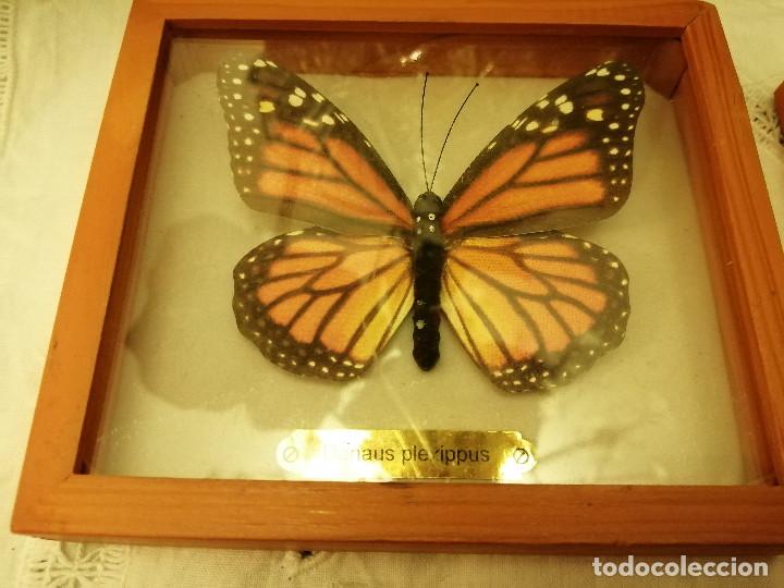 Coleccionismo: COLECCI&Oacute;N DE MARIPOSAS EN SUS CAJAS DE EXPOSICI&Oacute;N - Foto 2
