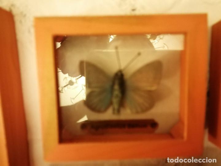 Coleccionismo: COLECCI&Oacute;N DE MARIPOSAS EN SUS CAJAS DE EXPOSICI&Oacute;N - Foto 3