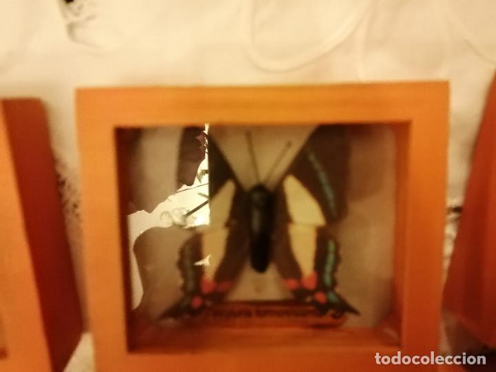 Coleccionismo: COLECCI&Oacute;N DE MARIPOSAS EN SUS CAJAS DE EXPOSICI&Oacute;N - Foto 4
