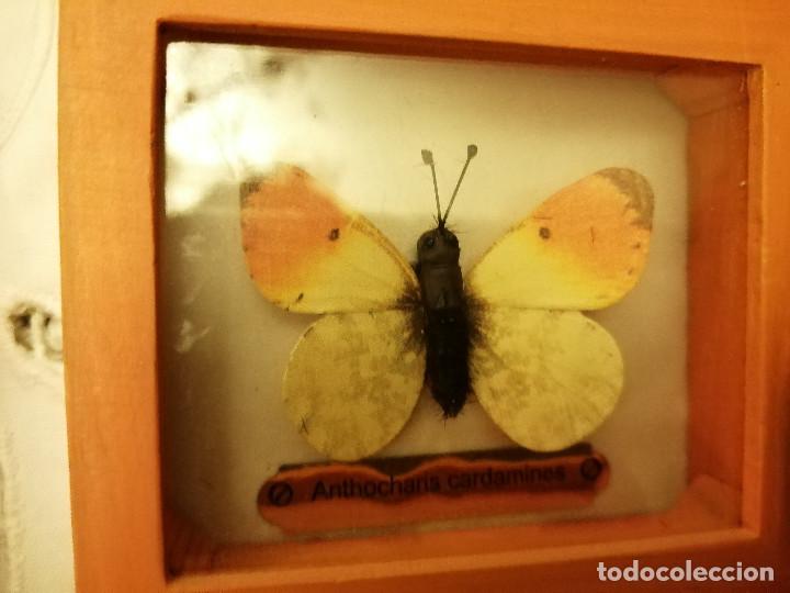 Coleccionismo: COLECCI&Oacute;N DE MARIPOSAS EN SUS CAJAS DE EXPOSICI&Oacute;N - Foto 5