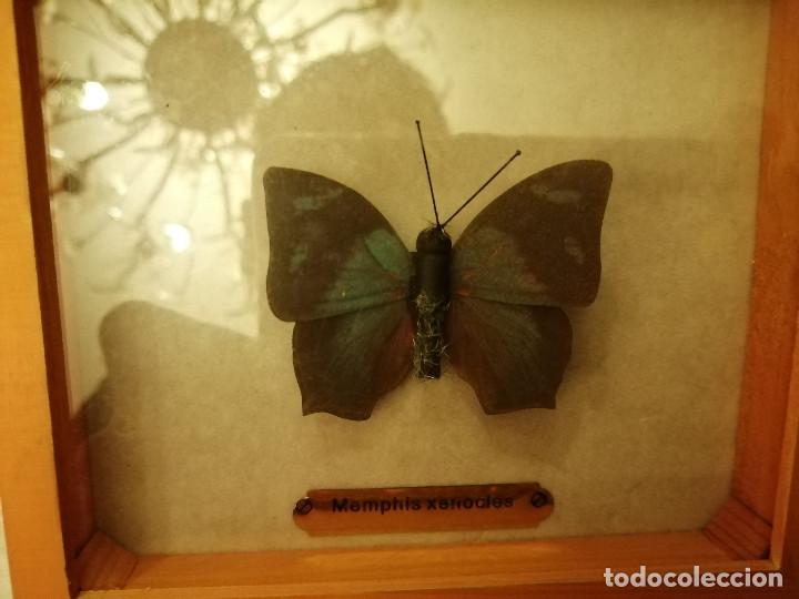 Coleccionismo: COLECCI&Oacute;N DE MARIPOSAS EN SUS CAJAS DE EXPOSICI&Oacute;N - Foto 6