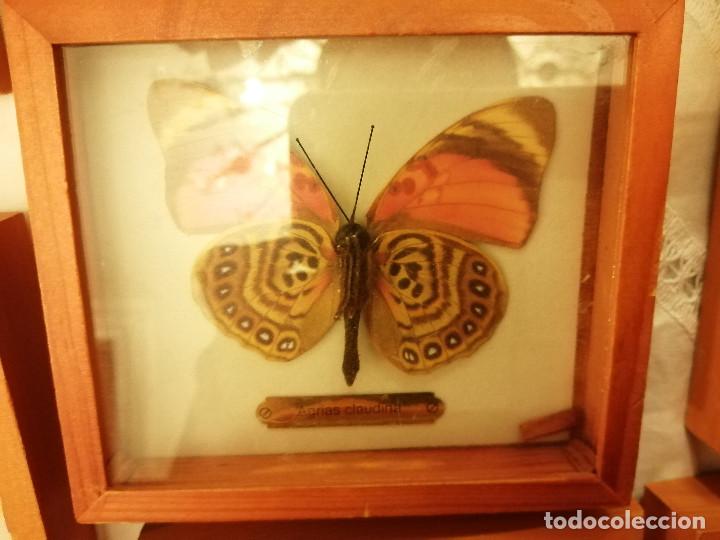 Coleccionismo: COLECCI&Oacute;N DE MARIPOSAS EN SUS CAJAS DE EXPOSICI&Oacute;N - Foto 7