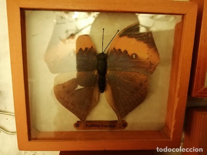 Coleccionismo: COLECCI&Oacute;N DE MARIPOSAS EN SUS CAJAS DE EXPOSICI&Oacute;N - Foto 8