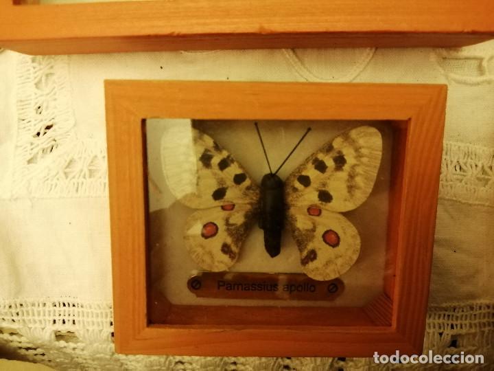 Coleccionismo: COLECCI&Oacute;N DE MARIPOSAS EN SUS CAJAS DE EXPOSICI&Oacute;N - Foto 9