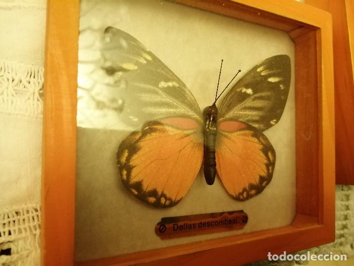 Coleccionismo: COLECCI&Oacute;N DE MARIPOSAS EN SUS CAJAS DE EXPOSICI&Oacute;N - Foto 10