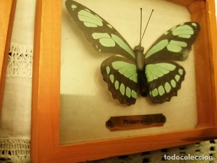Coleccionismo: COLECCI&Oacute;N DE MARIPOSAS EN SUS CAJAS DE EXPOSICI&Oacute;N - Foto 11