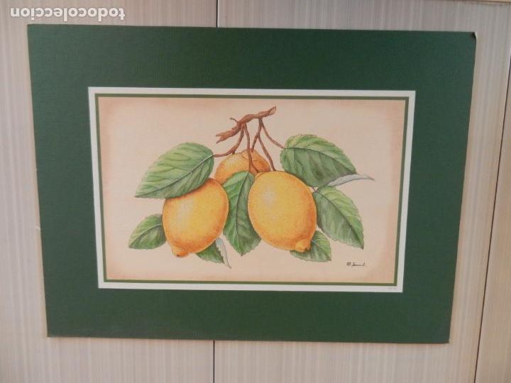 Coleccionismo: L&Aacute;MINA LIMONES - GS-E1 - MIDE 28X18 CM - 38X28 CM CON MARCO.