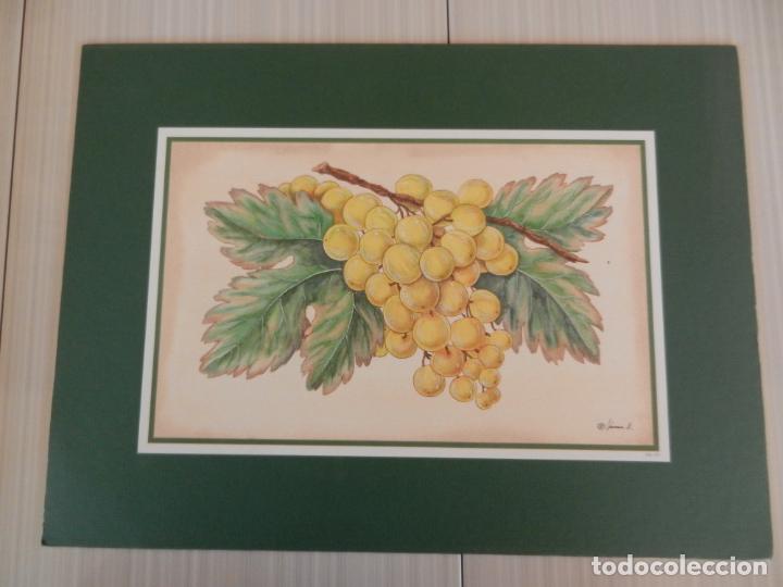Coleccionismo: L&Aacute;MINA UVAS - GS-E3 - MIDE 28X18 CM - 38X28 CM CON MARCO.