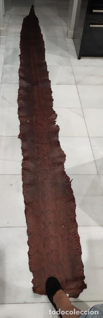 Coleccionismo: Piel de serpiente ( PIT&Oacute;N DE LA INDIA )