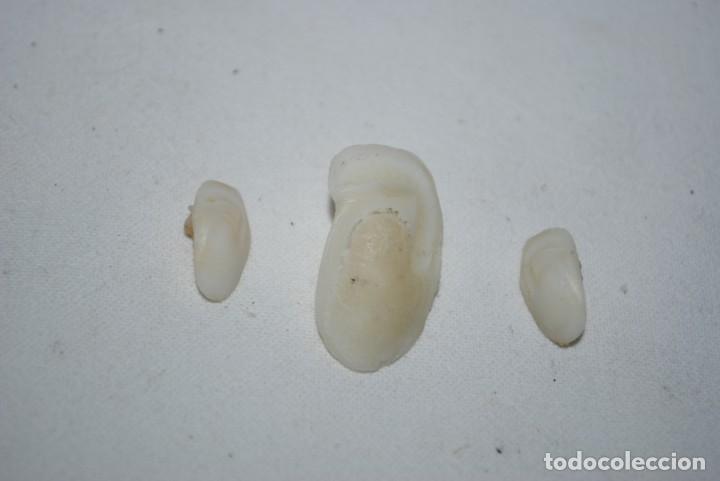 Coleccionismo: LOTE DE HUESOS DE CORVINA . - Foto 2