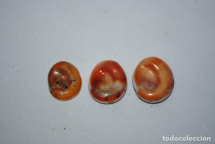 Coleccionismo: LOTE DE OREJITAS DE LA MAR . - Foto 1