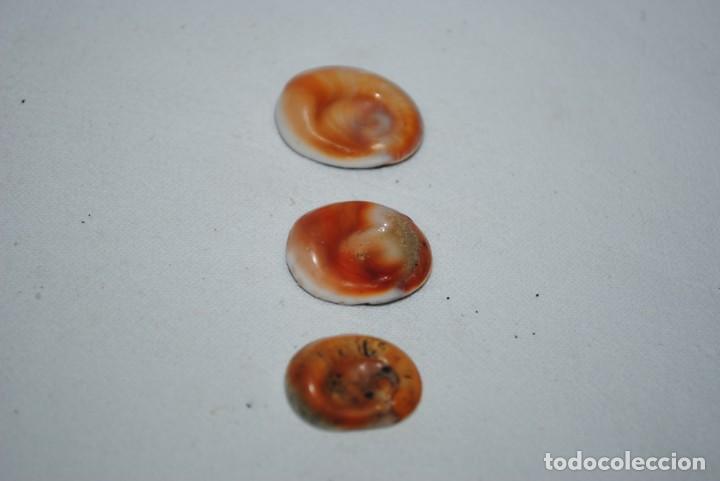 Coleccionismo: LOTE DE OREJITAS DE LA MAR . - Foto 2