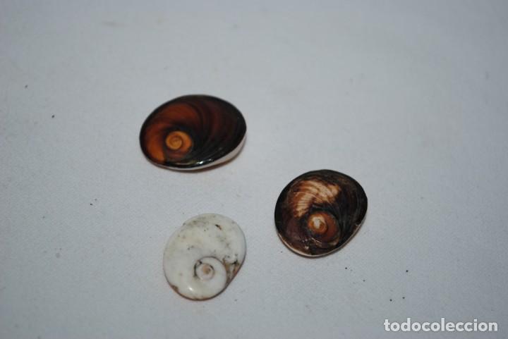 Coleccionismo: LOTE DE OREJITAS DE LA MAR . - Foto 3