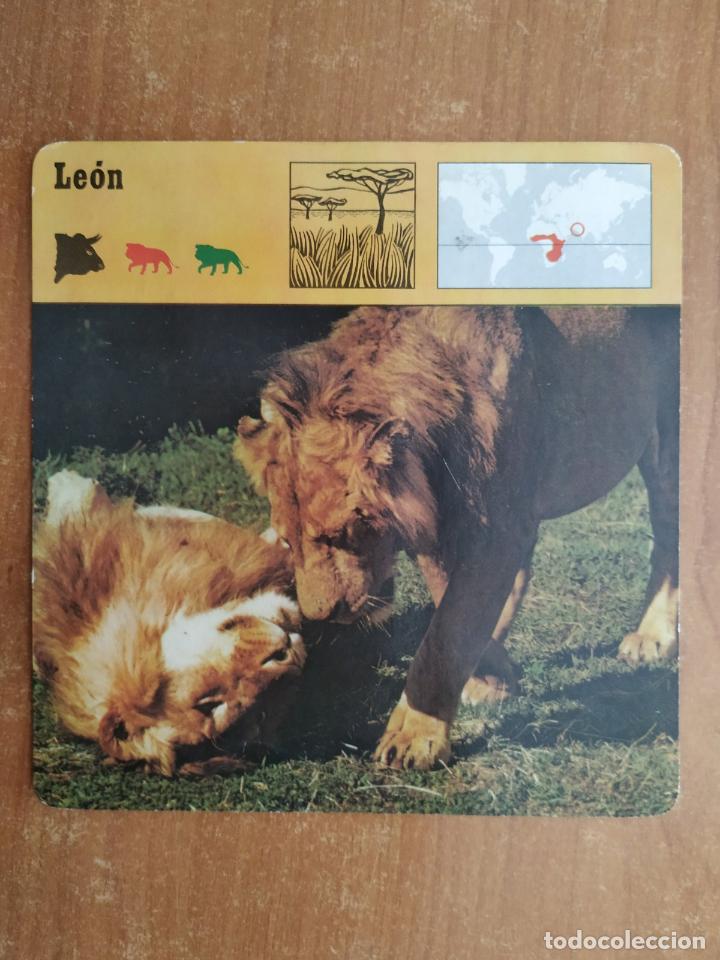 Coleccionismo: Ficha LEON. Conocer y amar a los animales. Editions Rencontre S.A. Lausanne.