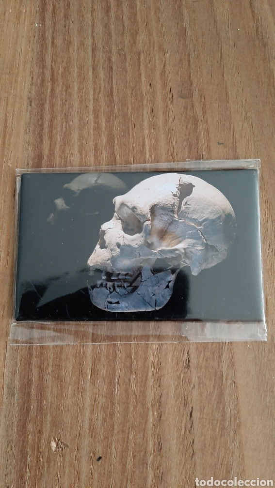 Collecting: BURGOS IMAN ATAPUERCA EVOLUCI&Oacute;N CALAVERA COLECCIONISMO COLISEVM ANTIG&Uuml;EDADES ETNOGRAF&Iacute;A GALLEGA