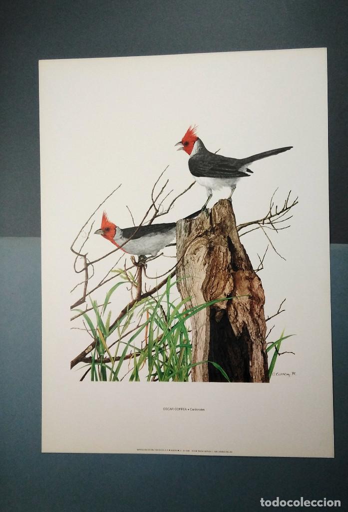 Coleccionismo: &Oacute;scar Correa (Argentina, 1941), Cardenales. 1974