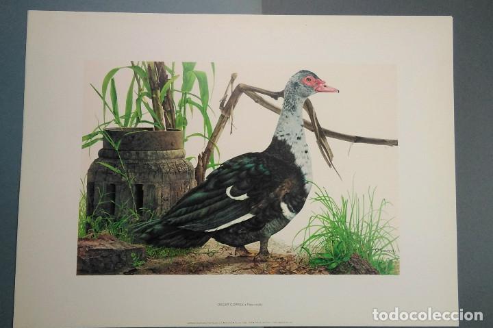 Coleccionismo: &Oacute;scar Correa (Argentina, 1941), Pato Criollo. 1976