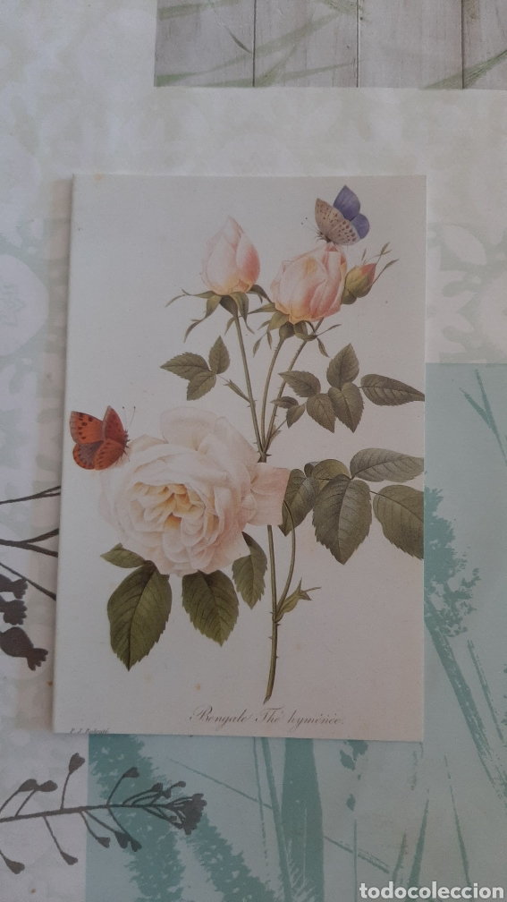 Collectionnisme: ALAN HUTCHISON LTD LINDIN E 11 ROSE BENGAKE PIERRE JOSEPH REDOUTE FELICITACI&Oacute;N NAVIDE&Ntilde;A