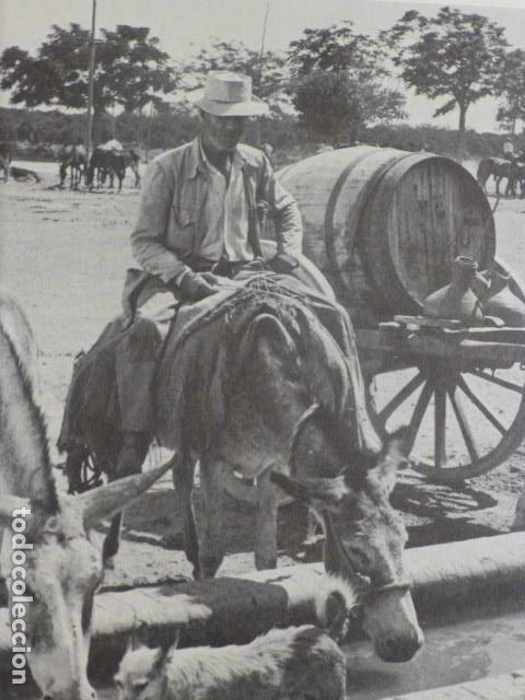 Colecionismo: UTRERA SEVILLA ANTIGUA LAMINA HUECOGRABADO A&Ntilde;OS 50